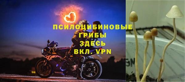 прущие грибы Володарск